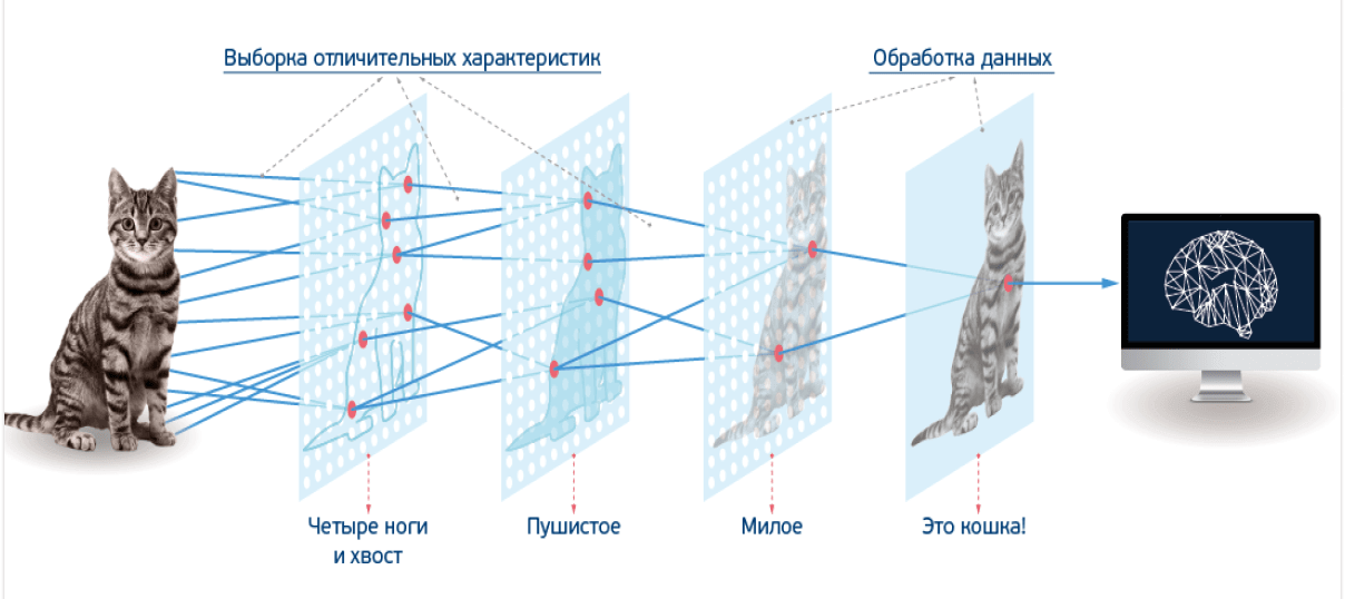 Представьте, что нейросеть — это ребёнок, которого учат различать кошек и собак. Вы показываете ему картинки с объяснениями, он сначала ошибается, но постепенно учится распознавать закономерности: форму глаз, размер, положение ушей. В итоге ребёнок может узнать новую породу, даже если раньше её не видел